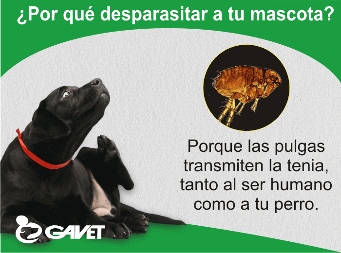 por qué desparasita a tu perro