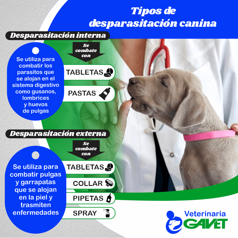 tipos de desparasitación canina